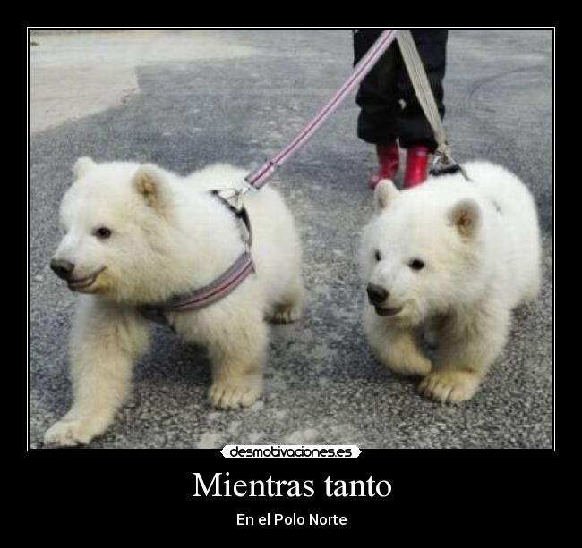 Mientras tanto - En el Polo Norte