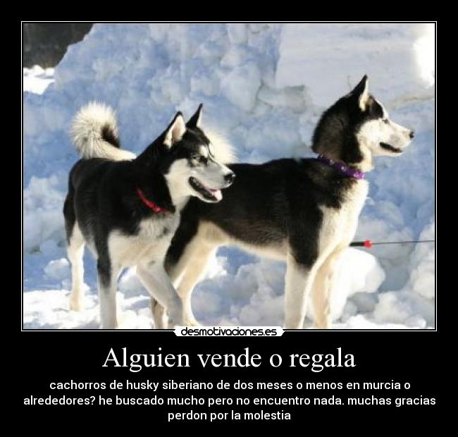 Alguien vende o regala - cachorros de husky siberiano de dos meses o menos en murcia o
alrededores? he buscado mucho pero no encuentro nada. muchas gracias
perdon por la molestia