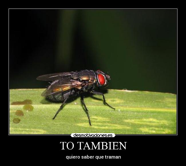 TO TAMBIEN - 