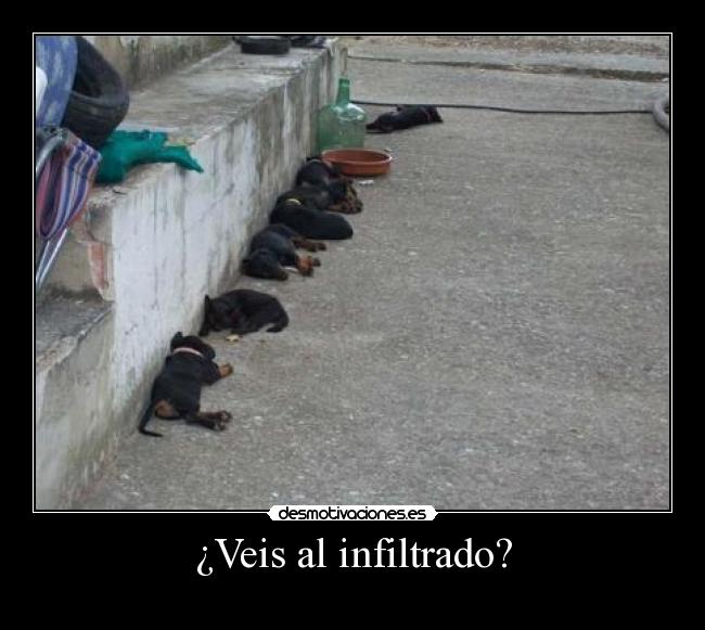 ¿Veis al infiltrado? -