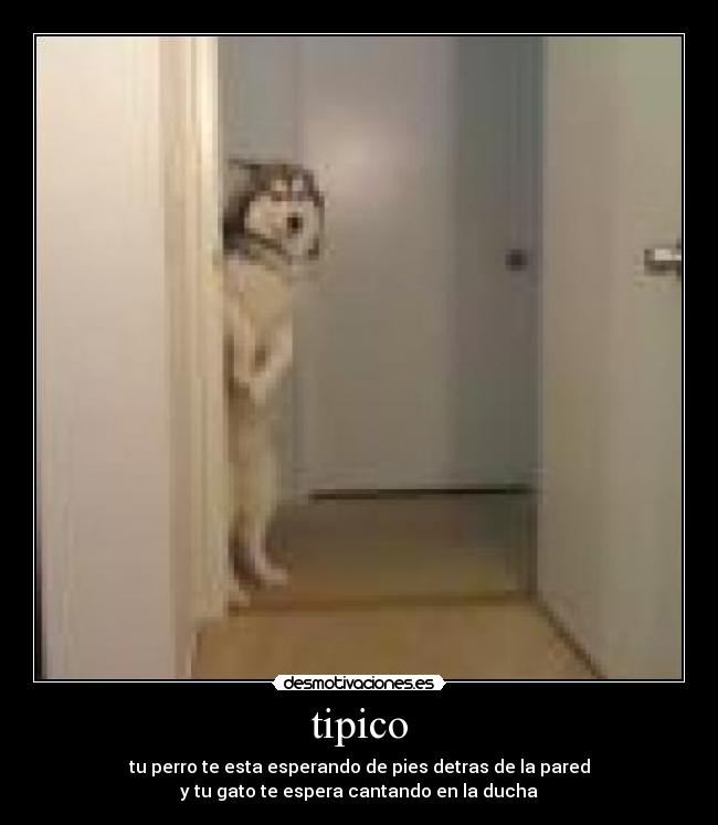 tipico - tu perro te esta esperando de pies detras de la pared
y tu gato te espera cantando en la ducha
