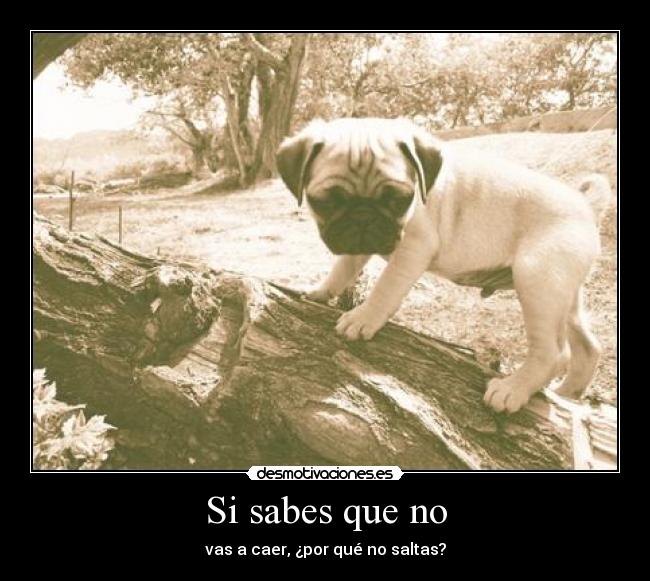 Si sabes que no - vas a caer, ¿por qué no saltas?