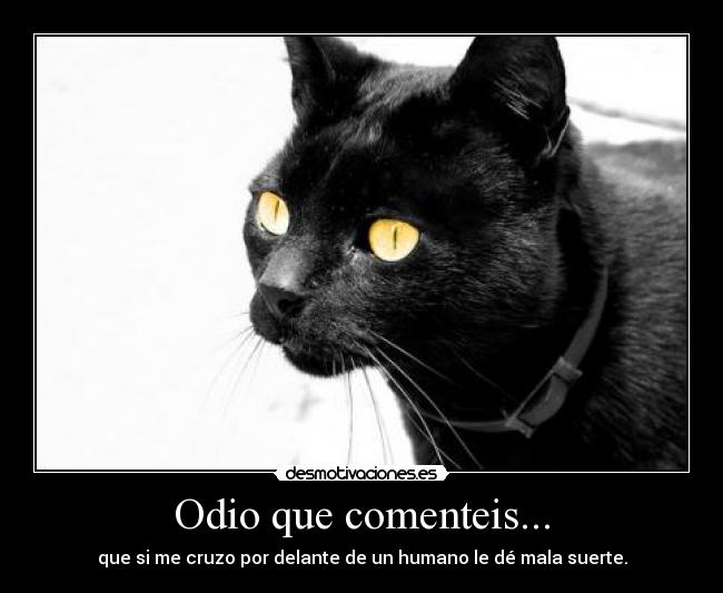 Odio que comenteis... - que si me cruzo por delante de un humano le dé mala suerte.
