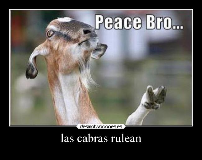 las cabras rulean -