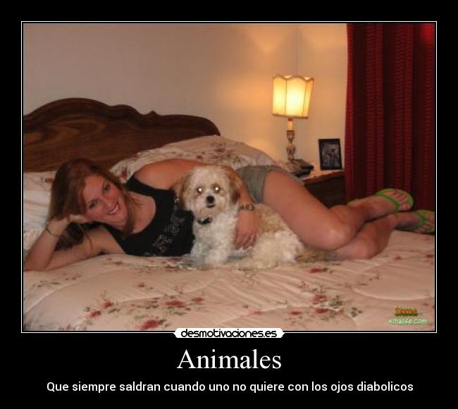 Animales - Que siempre saldran cuando uno no quiere con los ojos diabolicos
