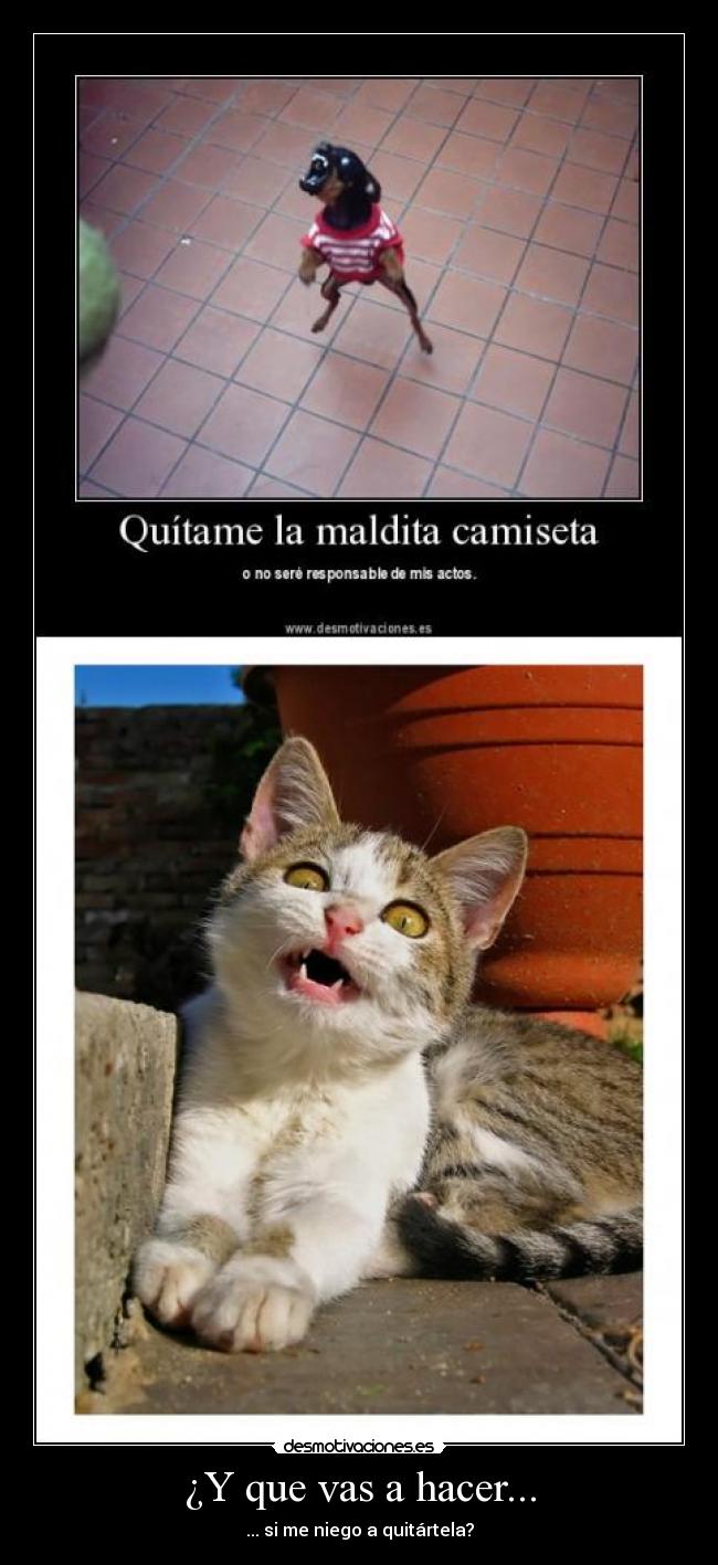 Imágenes y Carteles de CAMISETA Pag. 34 Desmotivaciones