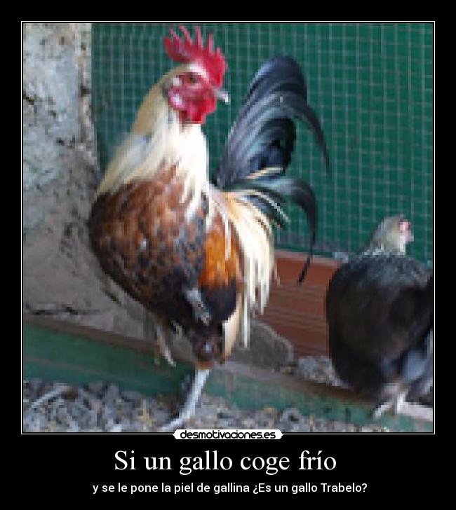 Si un gallo coge frío  -  y se le pone la piel de gallina ¿Es un gallo Trabelo?