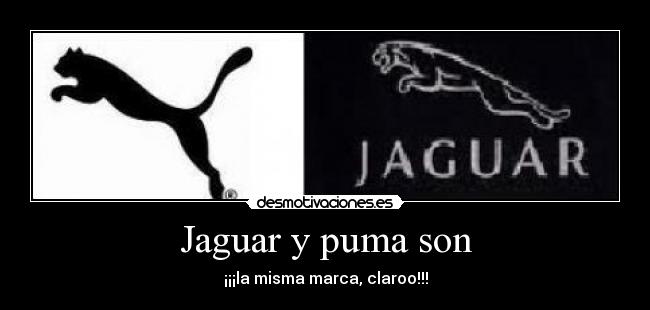 Jaguar y puma son - ¡¡¡la misma marca, claroo!!!