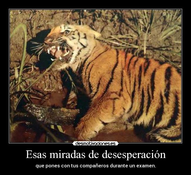 Esas miradas de desesperación -