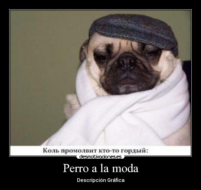 Perro a la moda - Descripción Gráfica