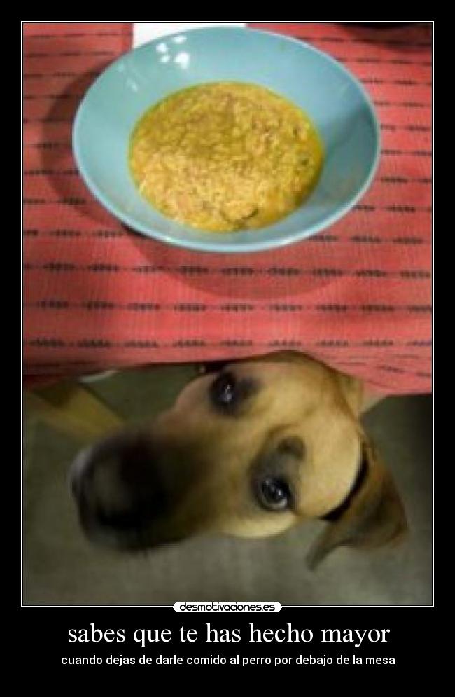 sabes que te has hecho mayor - cuando dejas de darle comido al perro por debajo de la mesa