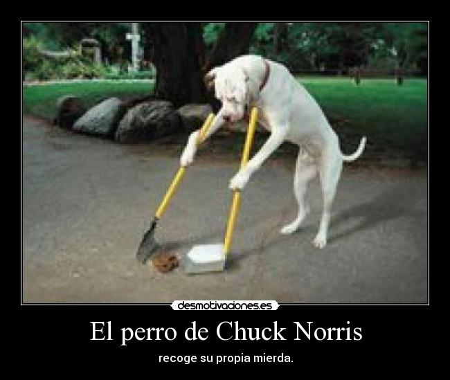 El perro de Chuck Norris -