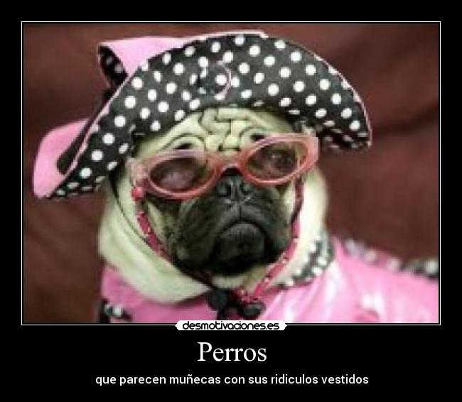 Perros - que parecen muñecas con sus ridiculos vestidos