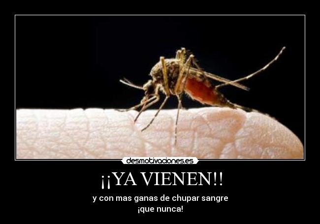 ¡¡YA VIENEN!! - 