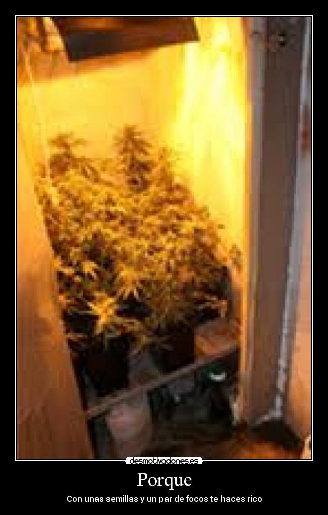 Porque - 
