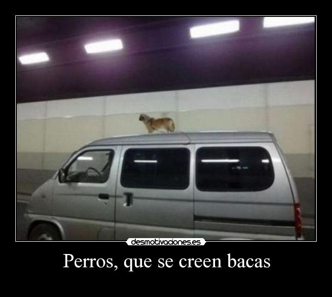 Perros, que se creen bacas -