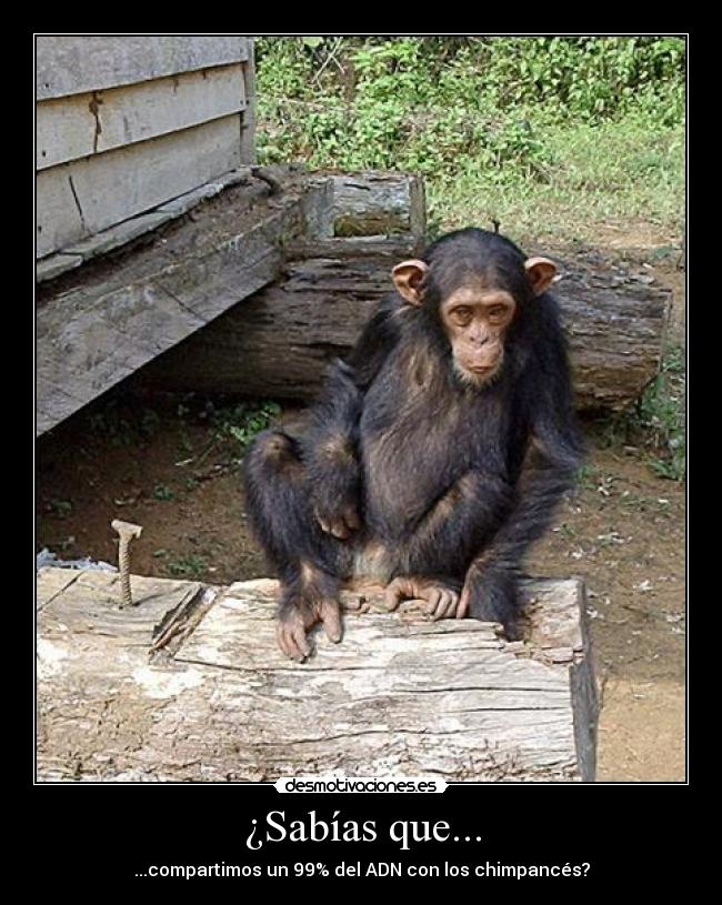 ¿Sabías que... - ...compartimos un 99% del ADN con los chimpancés?