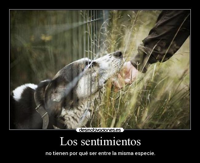 Los sentimientos - no tienen por qué ser entre la misma especie.