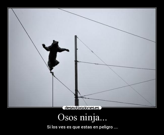 Osos ninja... -