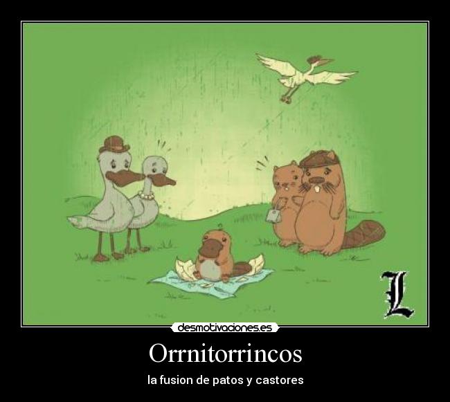 Orrnitorrincos - 