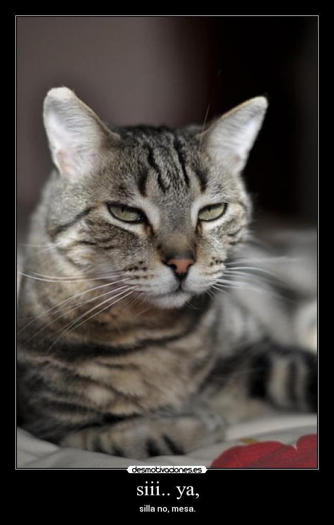 siii.. ya, - silla no, mesa.