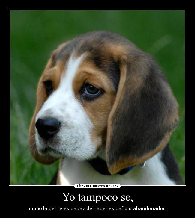 Yo tampoco se, - como la gente es capaz de hacerles daño o abandonarlos.