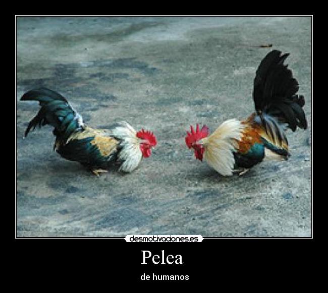 Pelea -