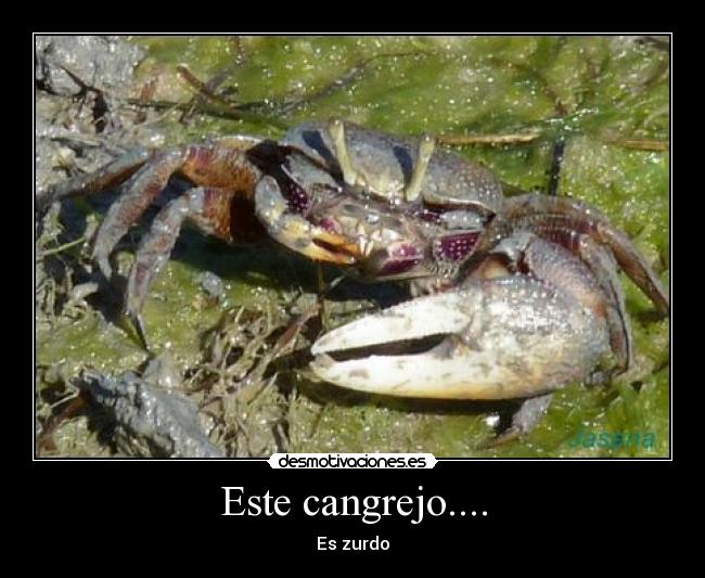 Este cangrejo.... - Es zurdo