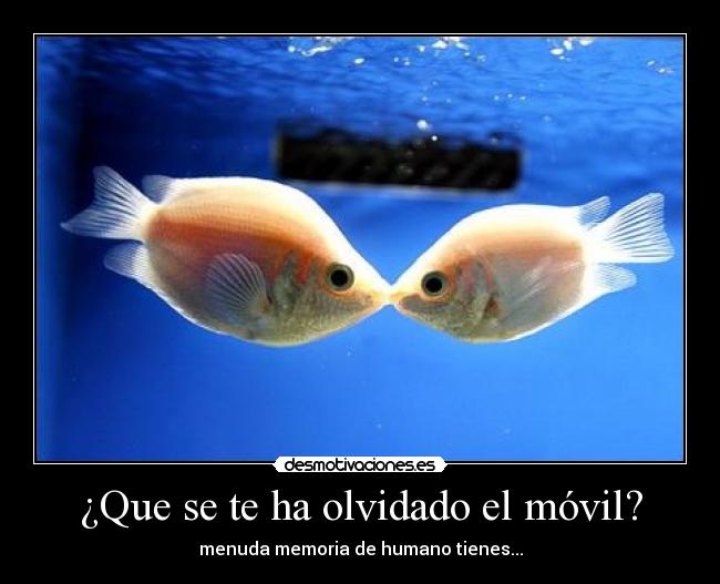 carteles peces memoria humanos desmotivaciones