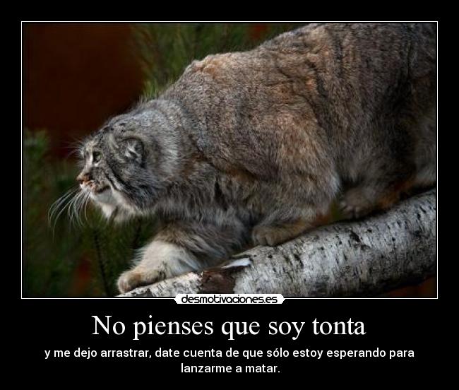 No pienses que soy tonta - y me dejo arrastrar, date cuenta de que sólo estoy esperando para lanzarme a matar.