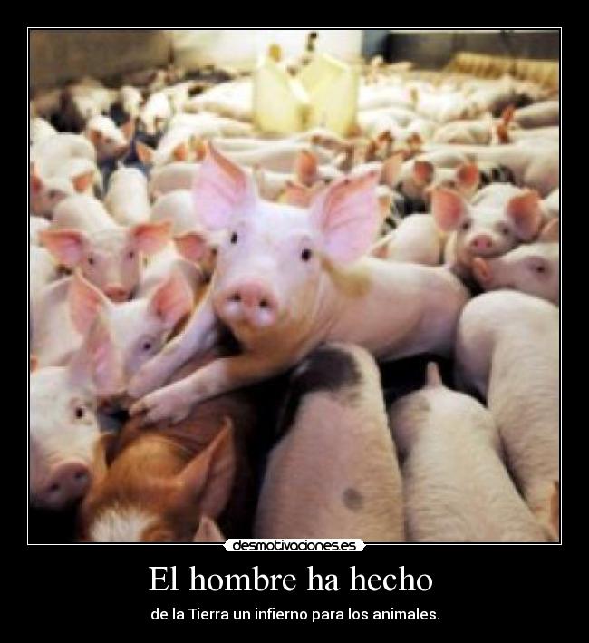 El hombre ha hecho - de la Tierra un infierno para los animales.