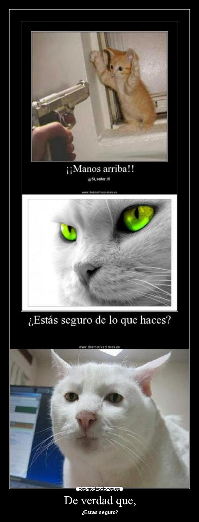 carteles walt_k gatosmatar seguro desmotivaciones