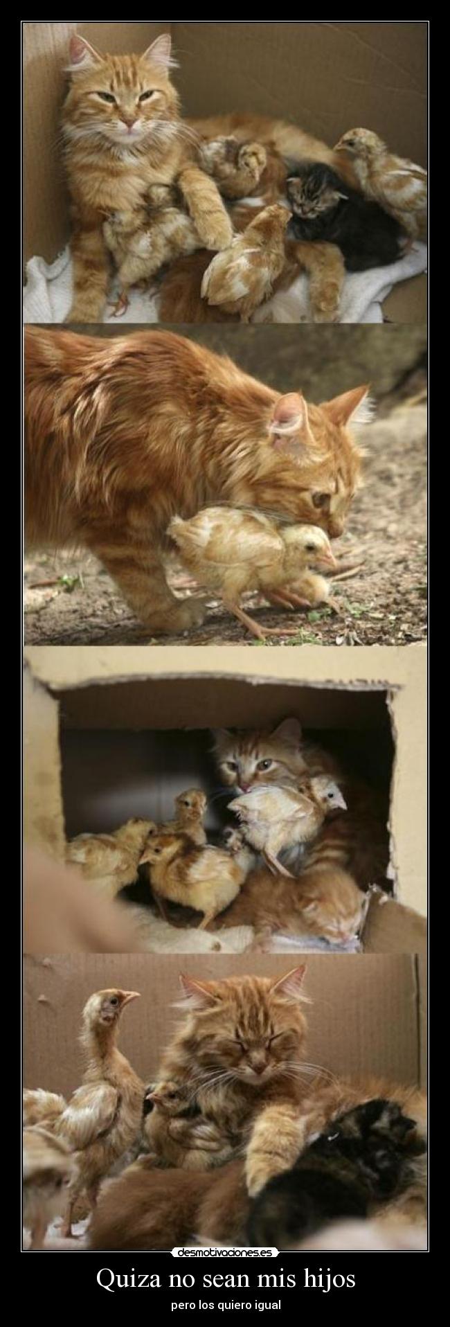 Quiza no sean mis hijos - 