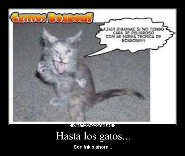 Hasta los gatos... - 