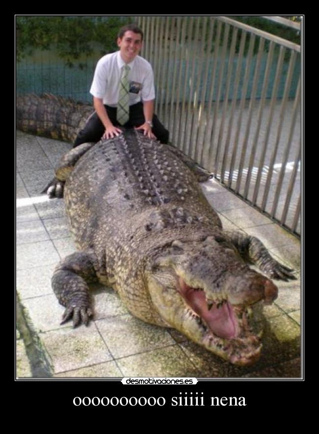 carteles cocodrilos desmotivaciones