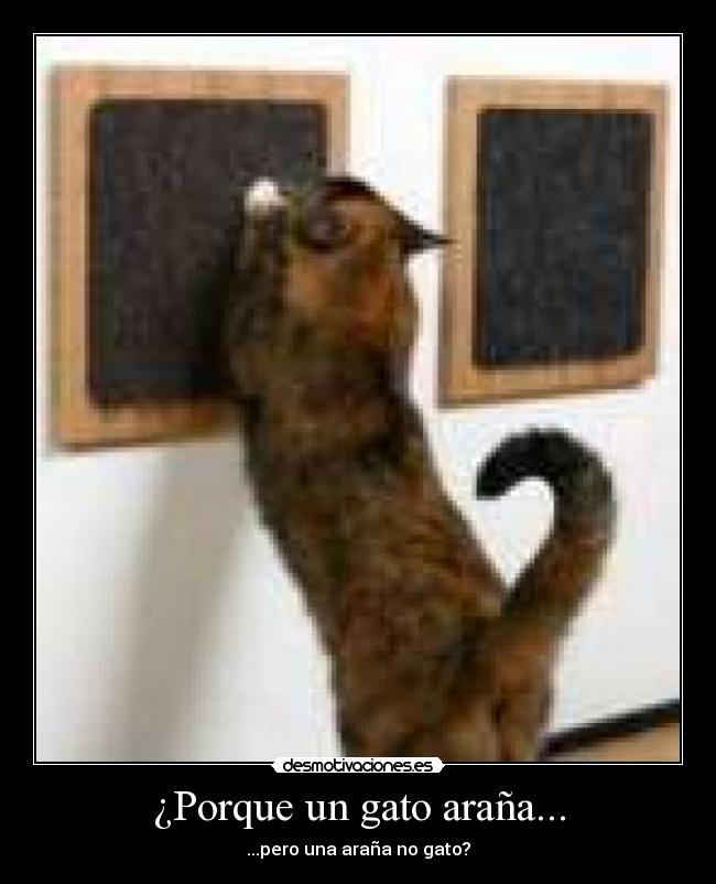 ¿Porque un gato araña... - 