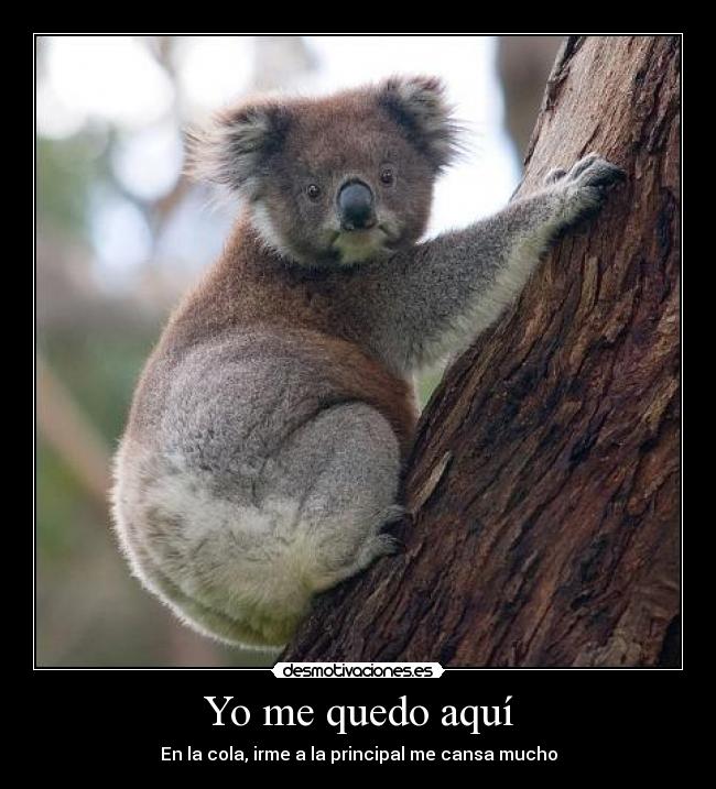 Yo me quedo aquí - En la cola, irme a la principal me cansa mucho