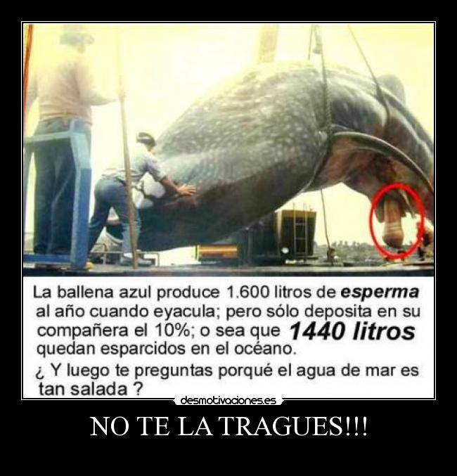 carteles lokiel desmotivaciones