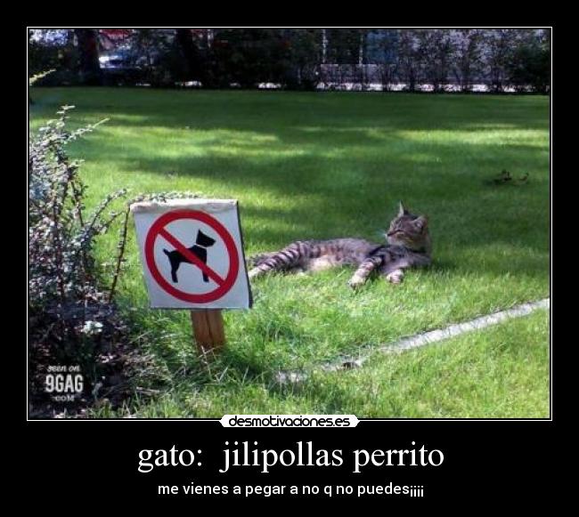 gato:  jilipollas perrito - 