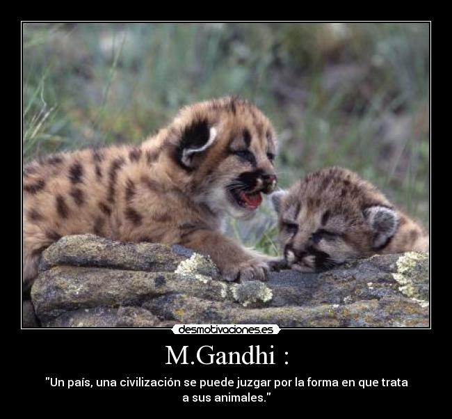 M.Gandhi : -