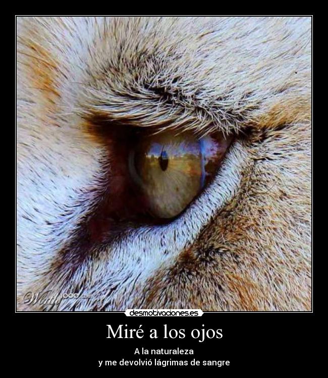 Miré a los ojos -