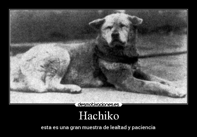 Hachiko - esta es una gran muestra de lealtad y paciencia 