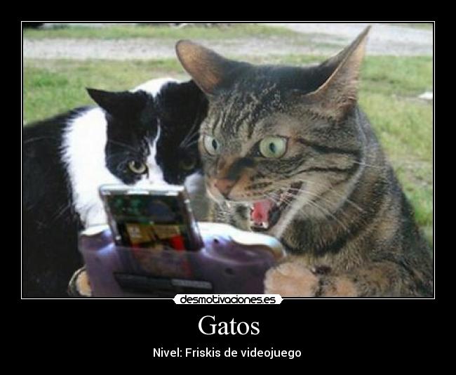 Gatos -