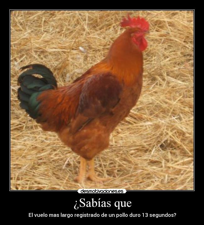 ¿Sabías que - El vuelo mas largo registrado de un pollo duro 13 segundos?