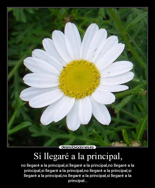 Si llegaré a la principal, - no llegaré a la principal,si llegaré a la principal,no llegaré a la
principal,si llegaré a la principal,no llegaré a la principal,si
llegaré a la principal,no llegaré a la principal,si llegaré a la
principal...