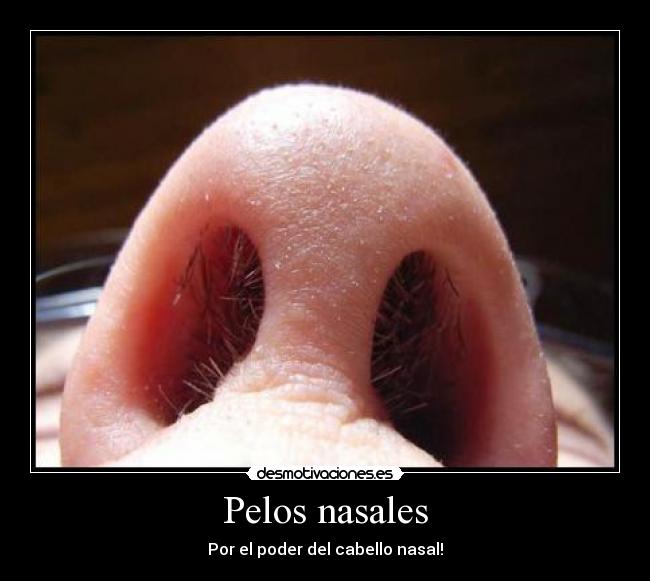 Pelos nasales -