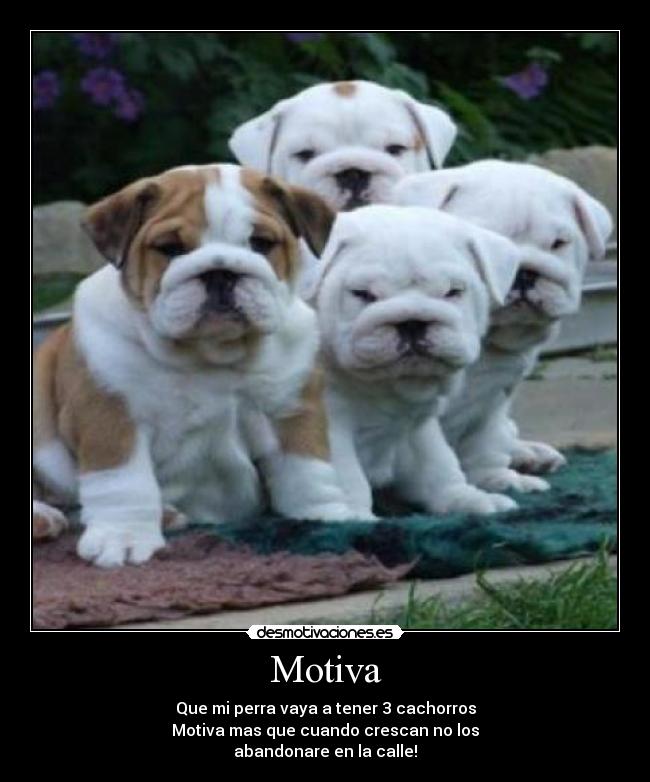 Motiva - 