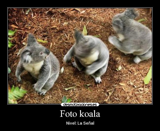 Foto koala - Nivel: La Señal