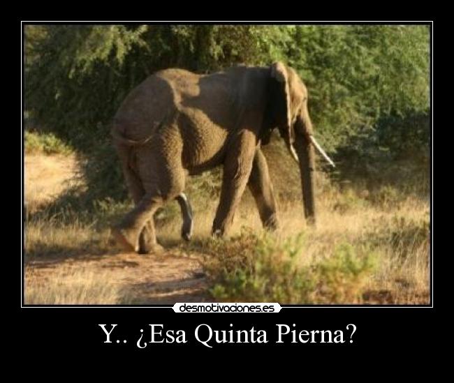 Y.. ¿Esa Quinta Pierna? - 