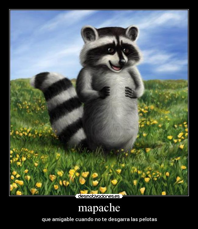mapache -